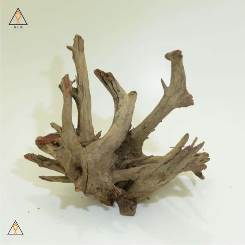 Saba Wood - ALA