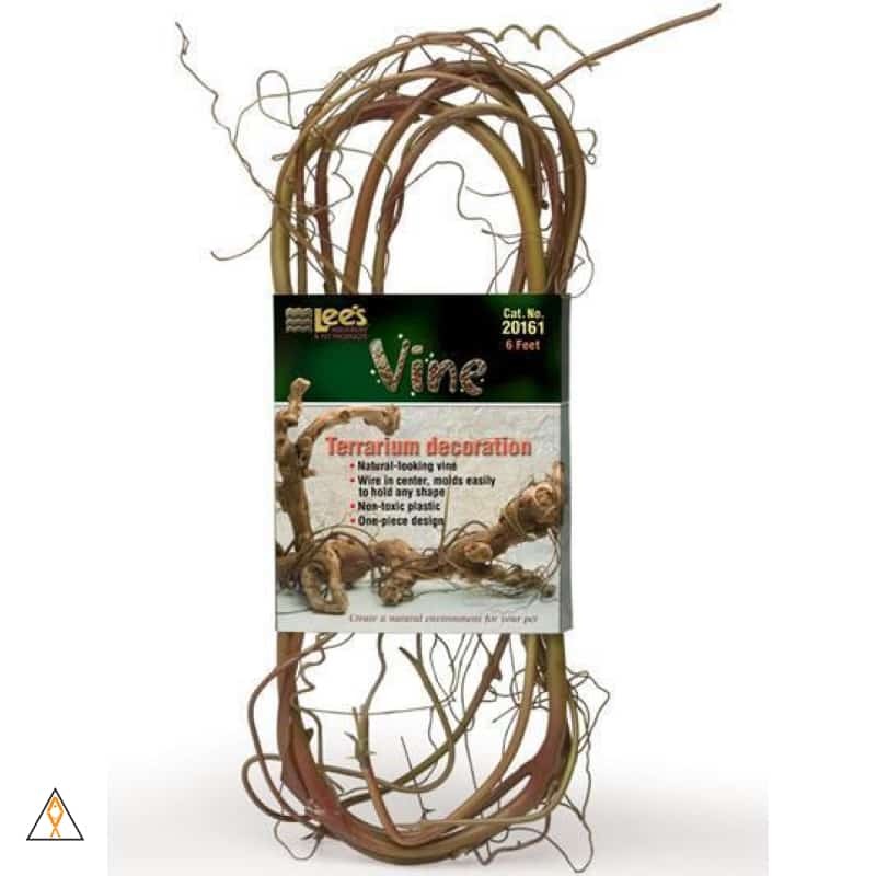 Terrarium Vine - Lee's