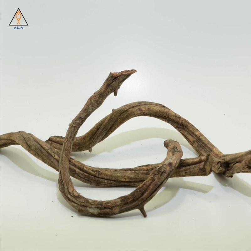 Twisty Vine - ALA