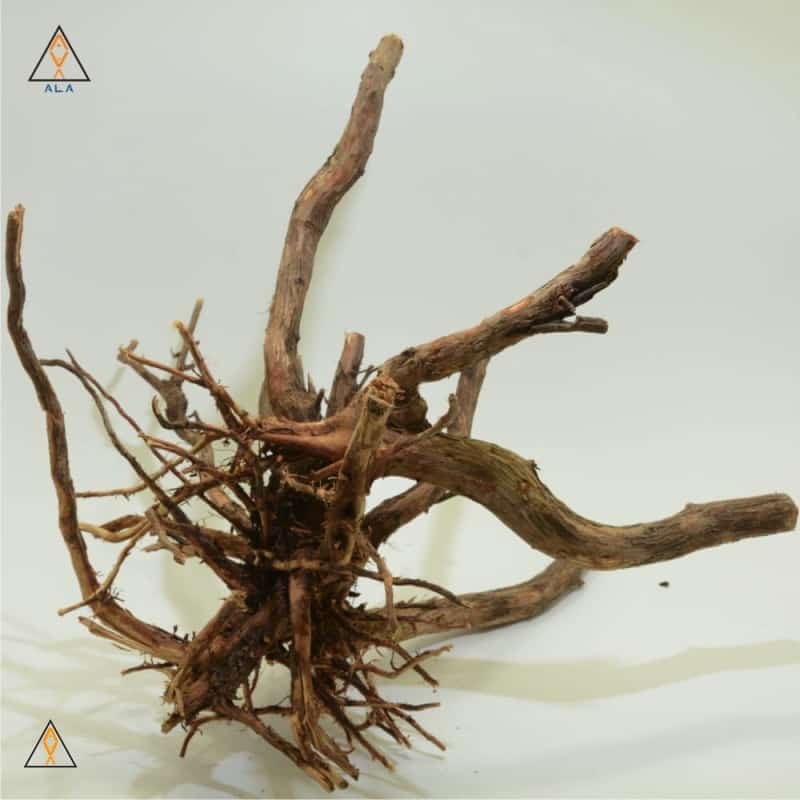 Alborz Wood Showpiece #22222 - ALA