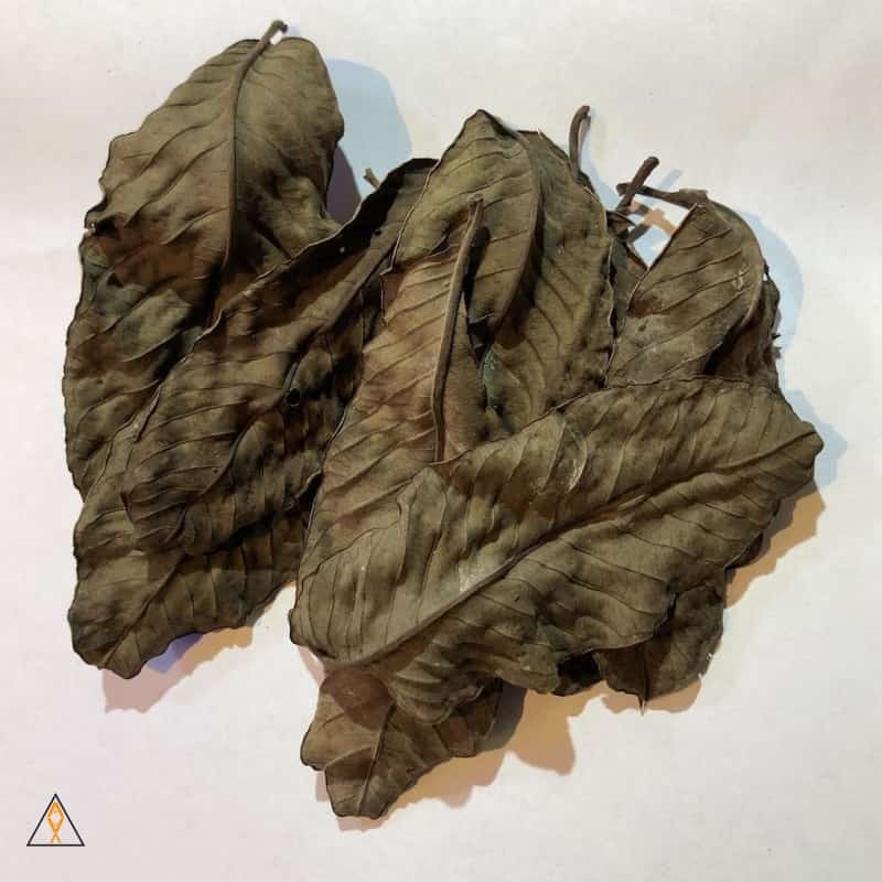 Guava Leaves (Dozen) - ALA