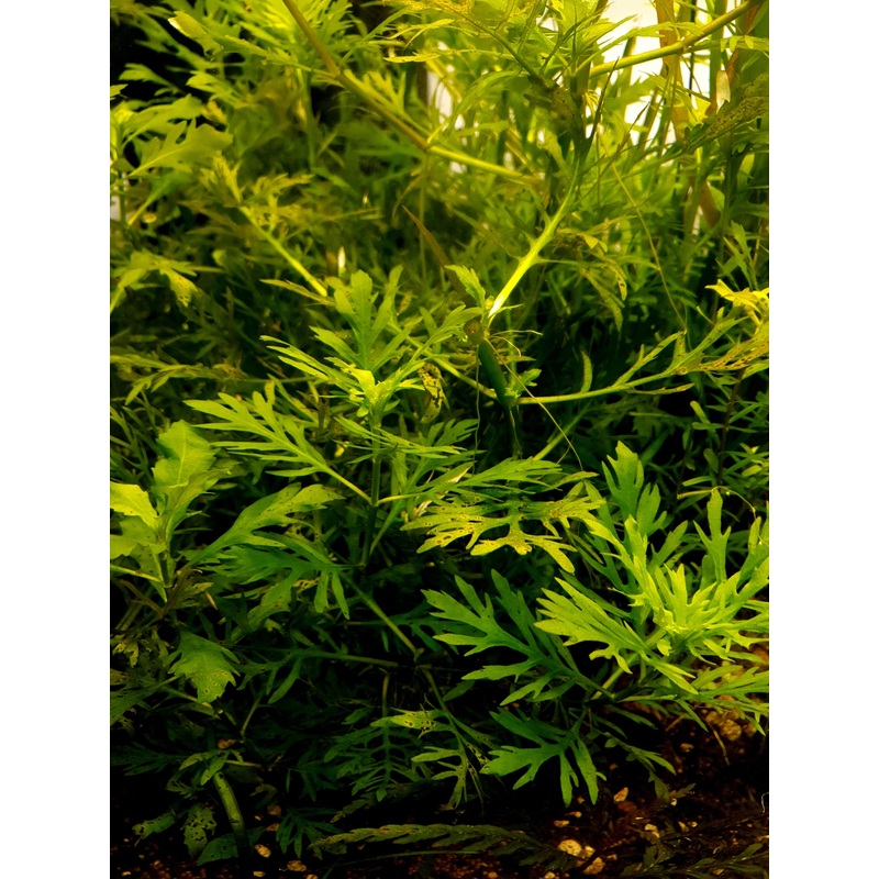 Water Wisteria Hydrophila difformis