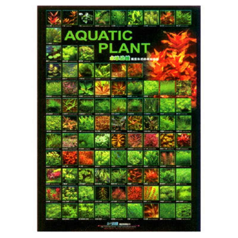 Aquarium Hobbyist Posters - Azoo
