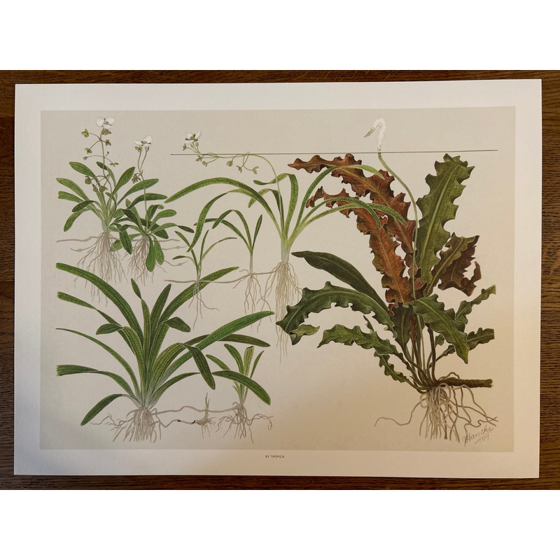 Art Poster - Tropica
