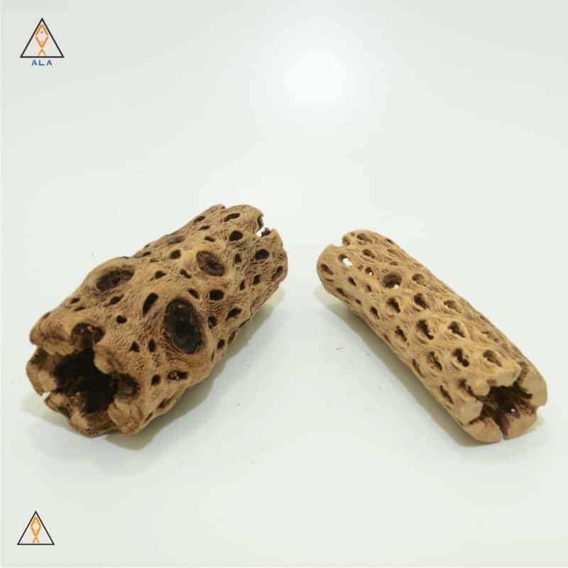 Cholla Wood - ALA