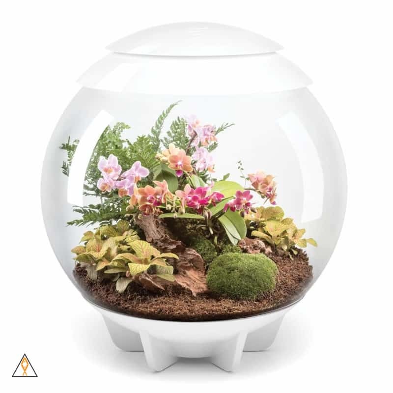 biOrbAIR LED Terrarium - Oase