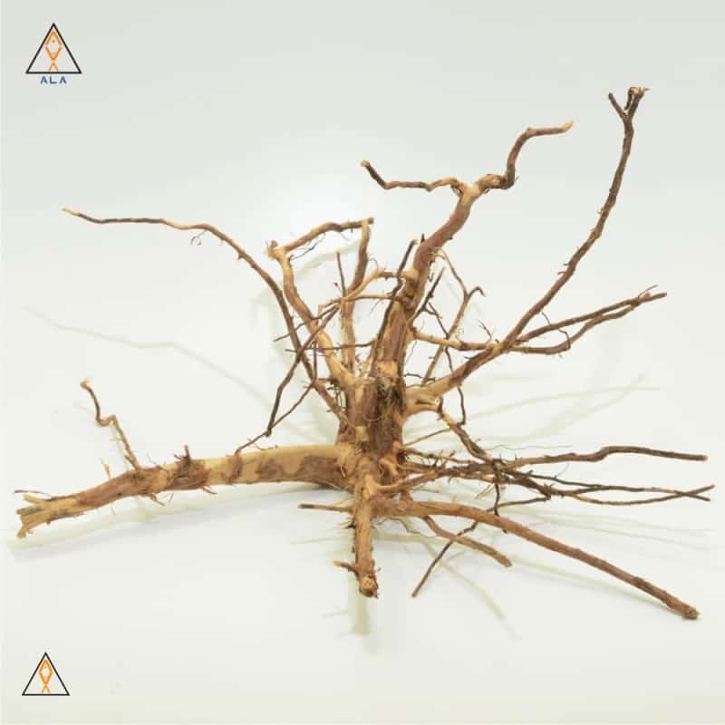 Kakado Wood Showpiece #22223 - ALA