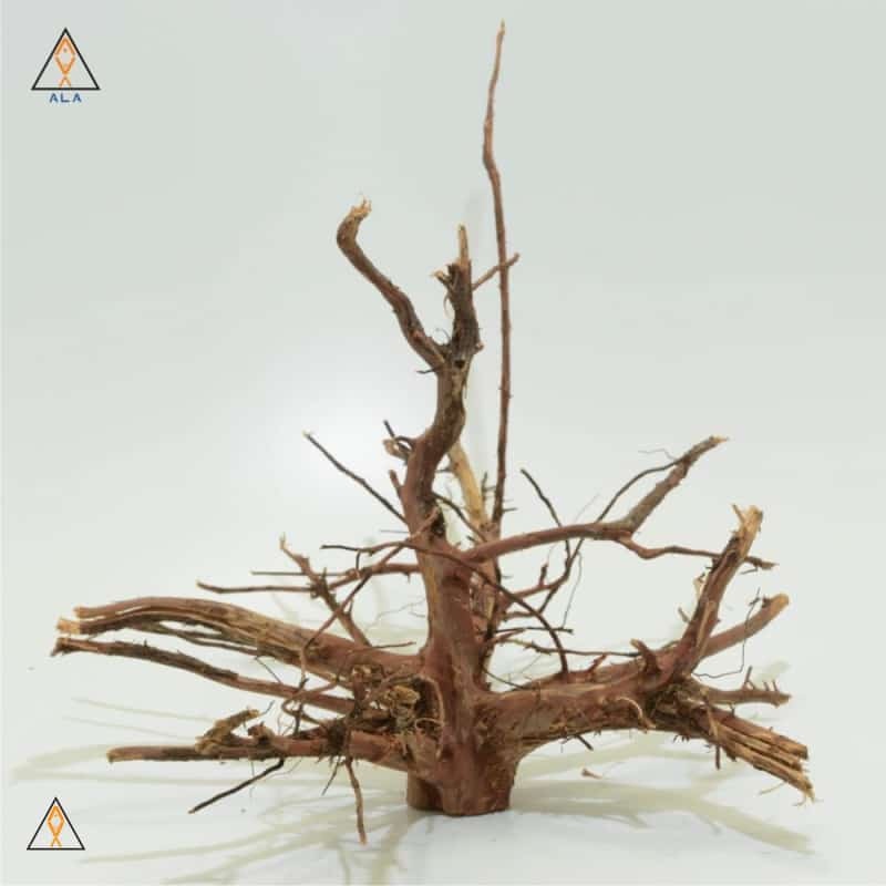 Kakado Wood Showpiece #22224 - ALA