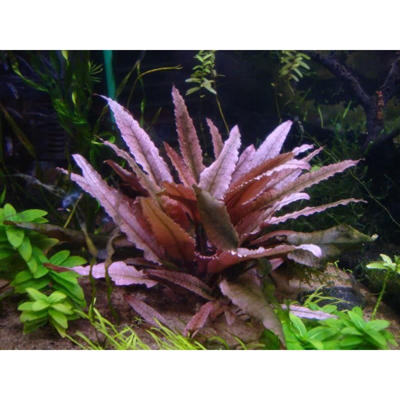 Cryptocoryne wendtii 'Pink Panther'