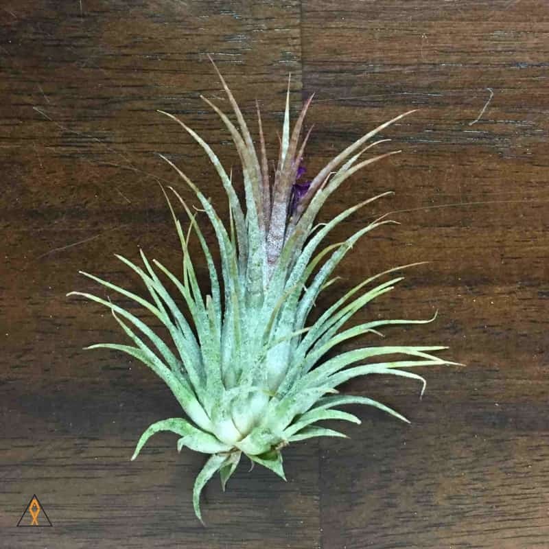 Tillandsia Air Plant
