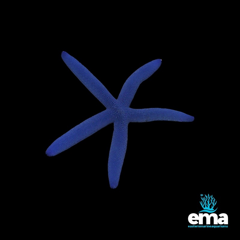 Blue Linckia Starfish