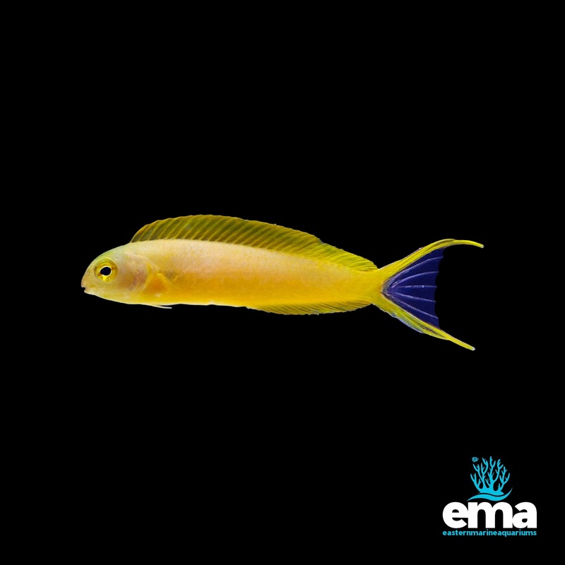 Canary Blenny