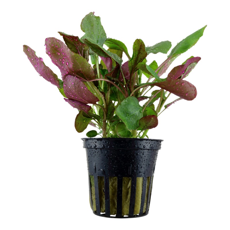 Lobelia cardinalis