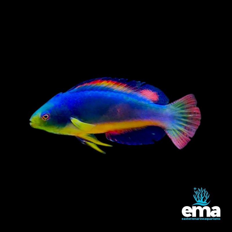 Scotts Fairy Wrasse