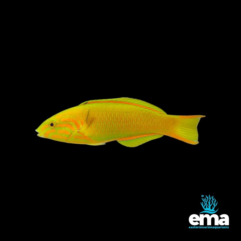 Sunset Wrasse (Female)