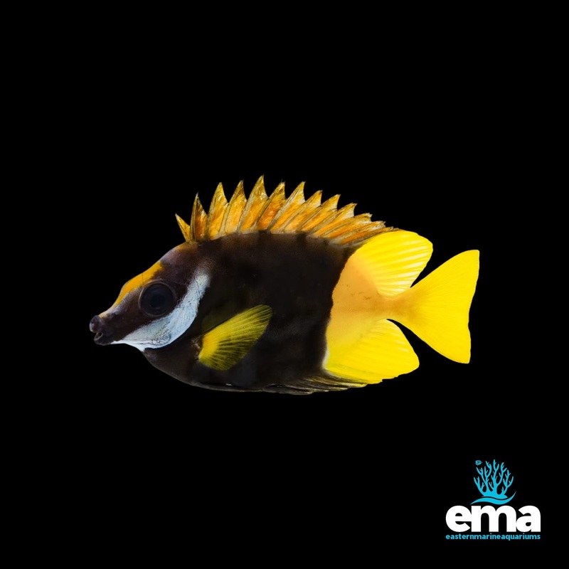 Fiji Foxface