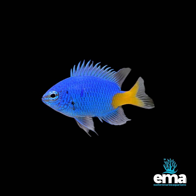 Yellowtail Damsel