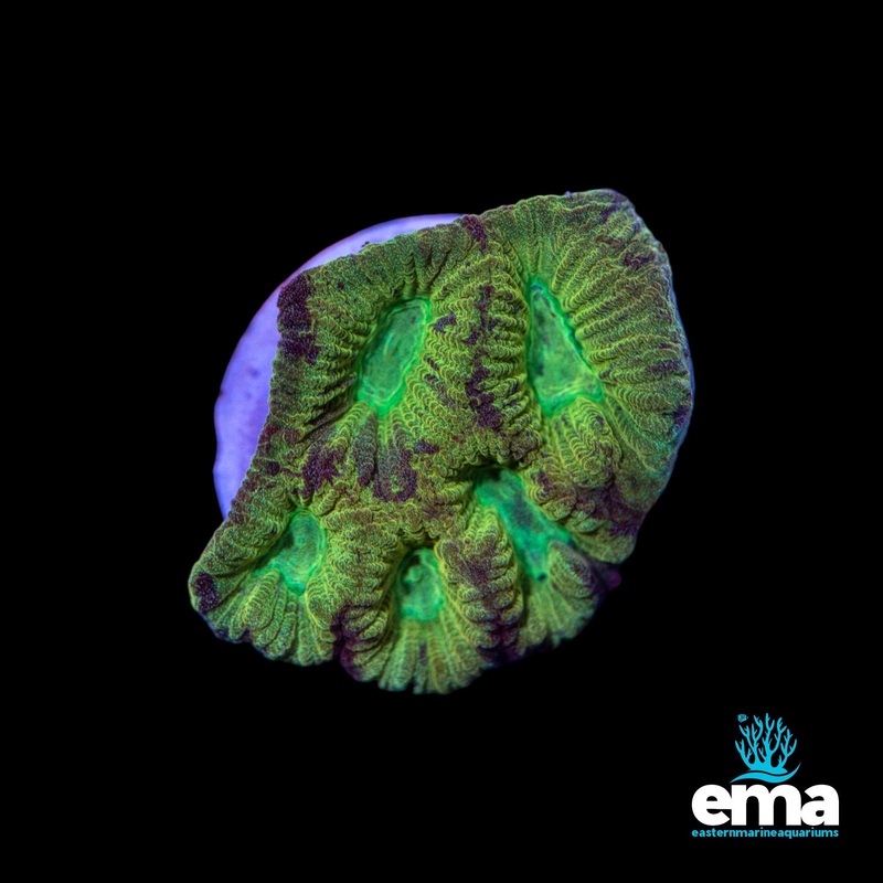 Green Favia Fragment
