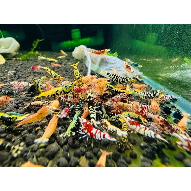 5x Mix Caridina Shrimps