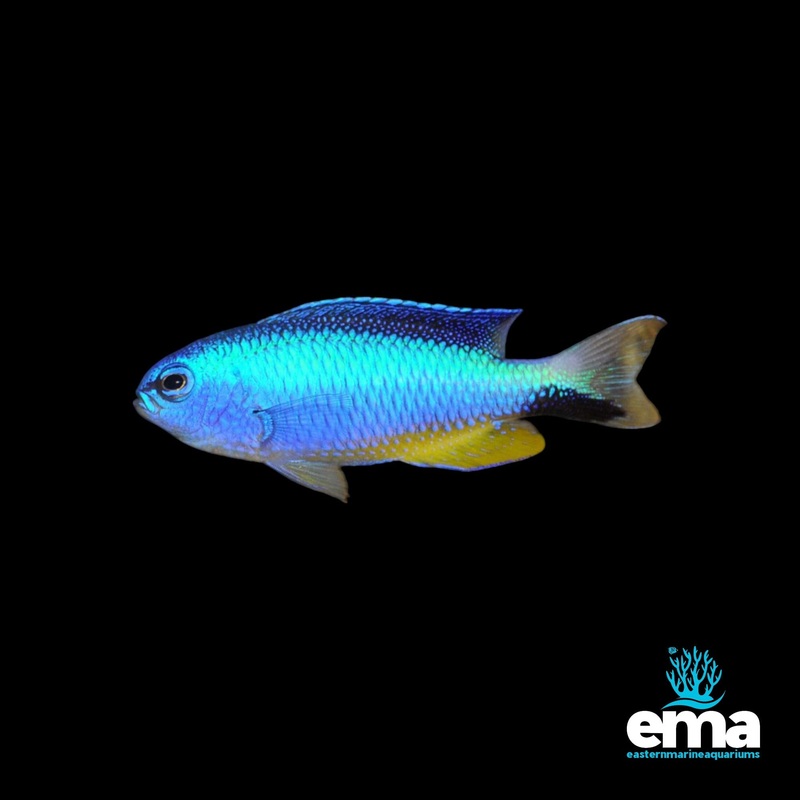 Allen's Damselfish