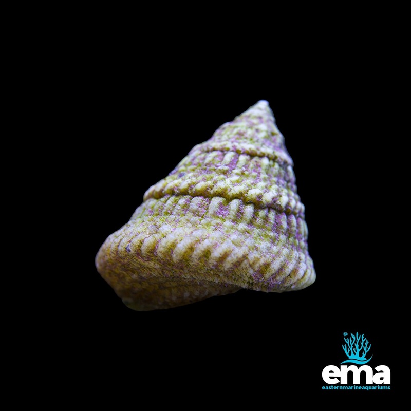 Astrea Turbo Snail 5 Pack