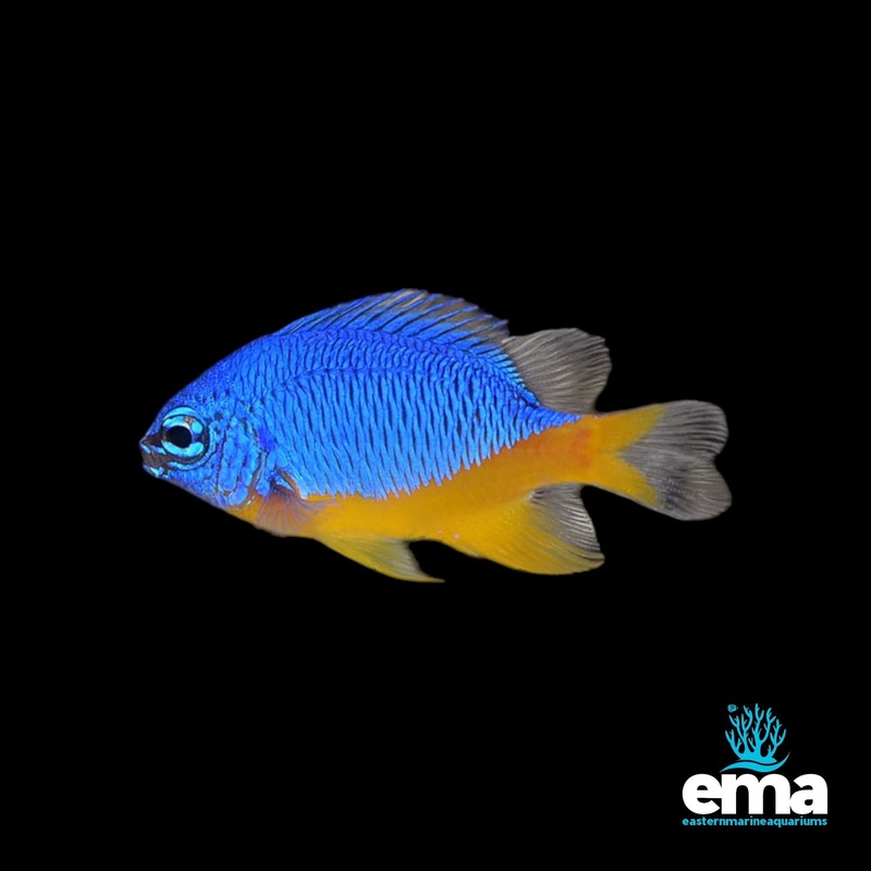 Azure Damselfish