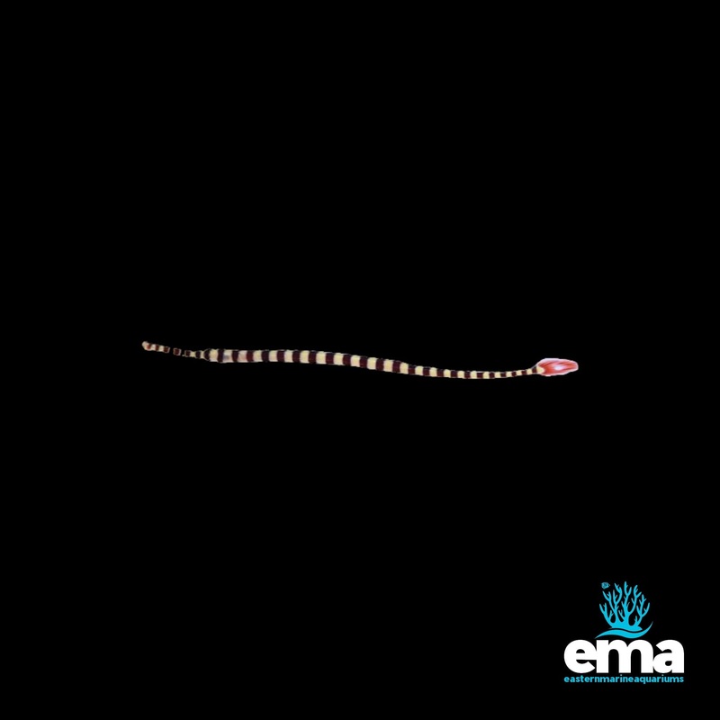 Banded Pipefish