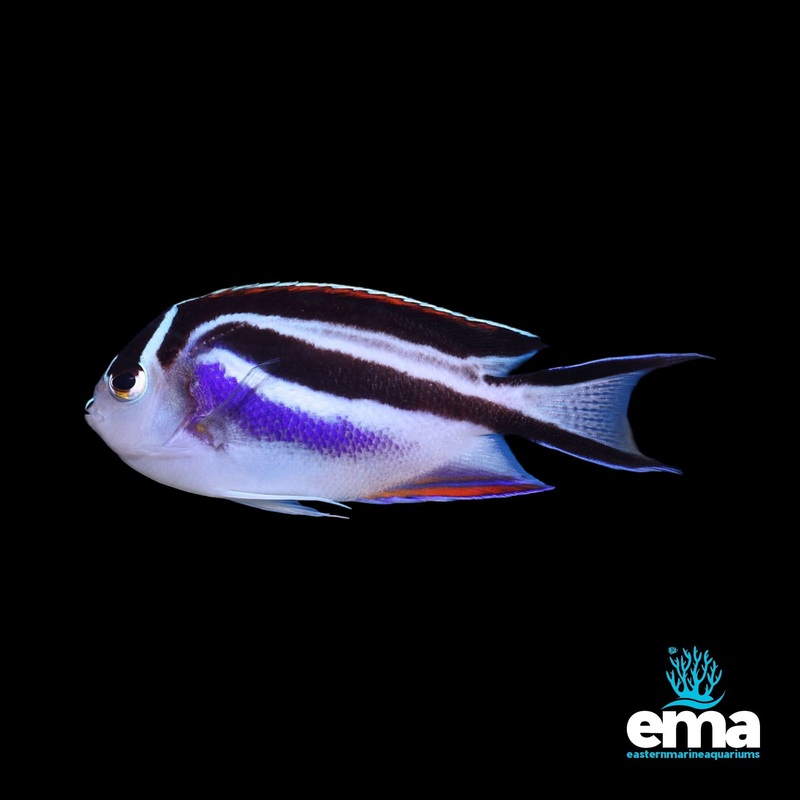 Bellus Angelfish