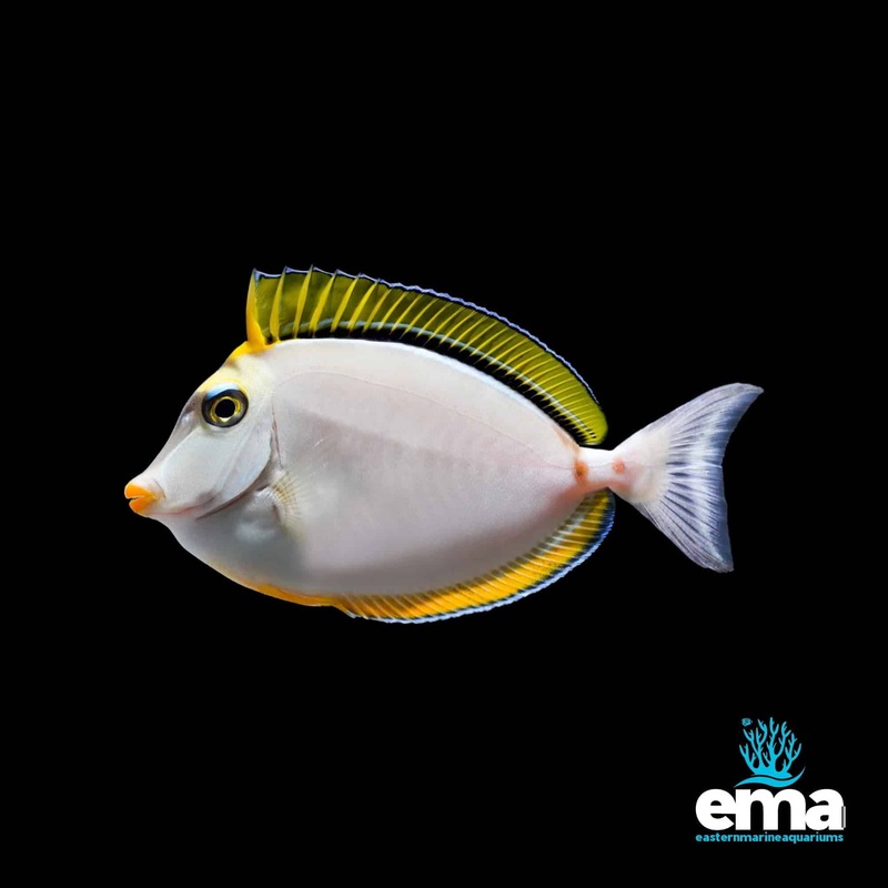 Blonde Naso Tang