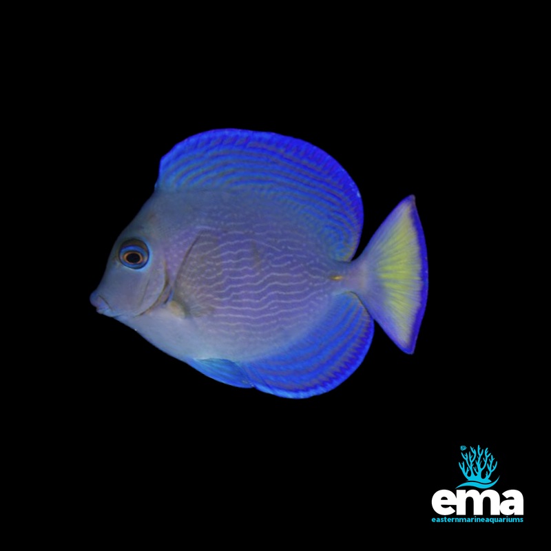Blue Caribbean Tang