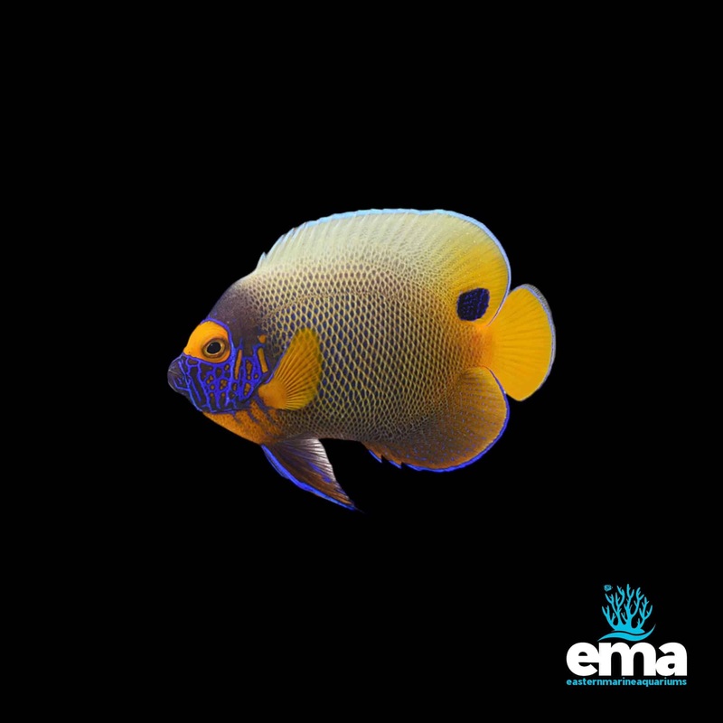 Blue Face Angelfish