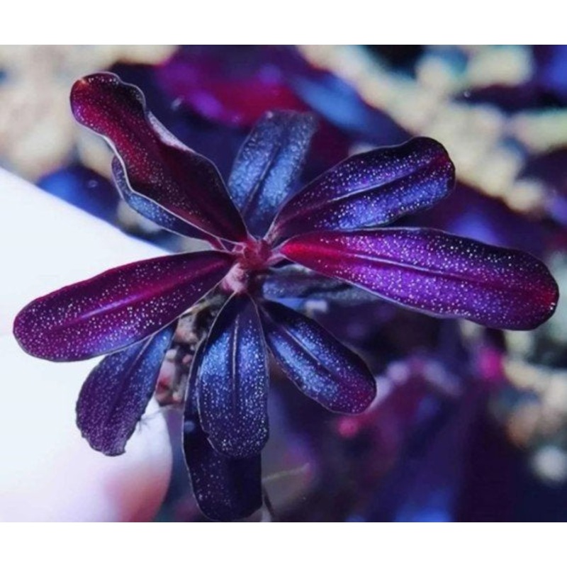 Bucephalandra - Brownie Purple