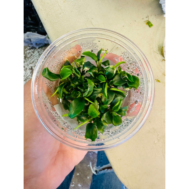 Bucephalandra Wavy Green