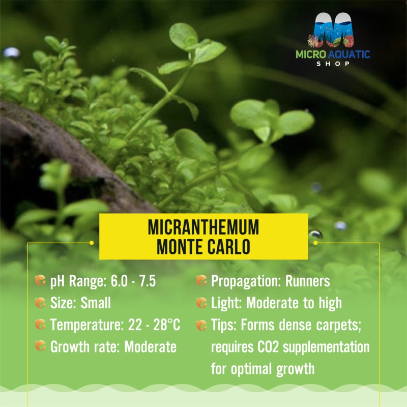 Buy 3 Get 1 Free Carpet Plant -Monte Carlo