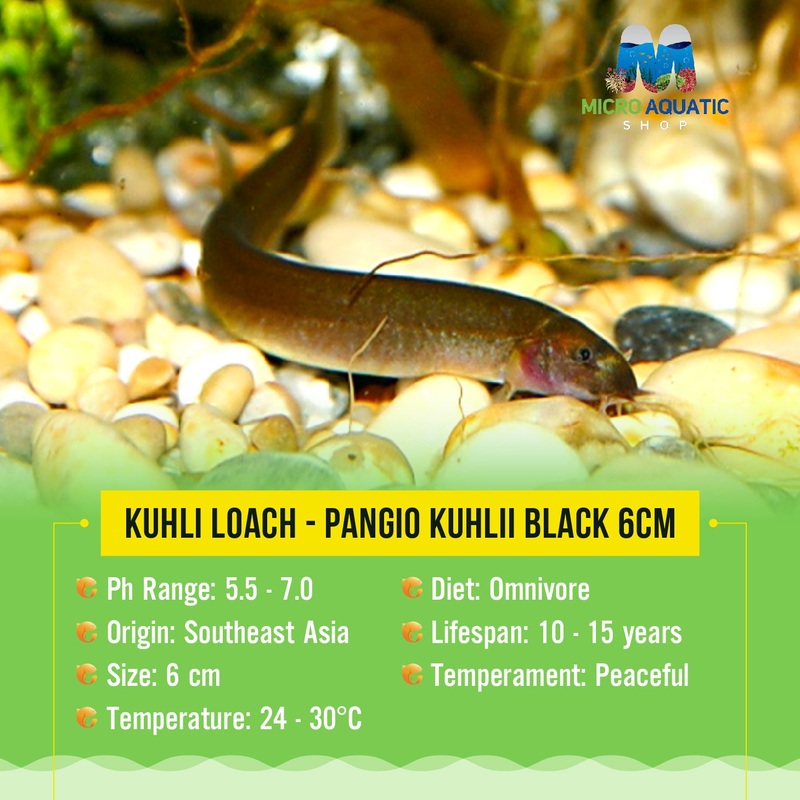 Buy 3 Get 1 Free Kuhli Loach - Pangio Kuhlii Black