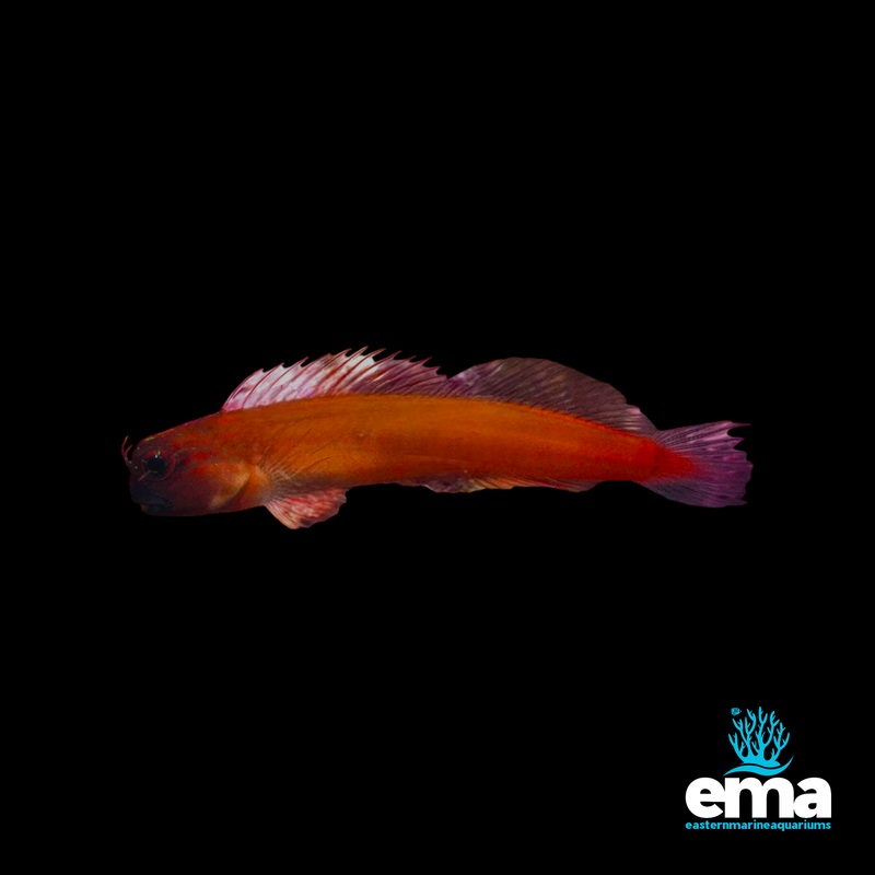 Captive Bred Gulf Blenny