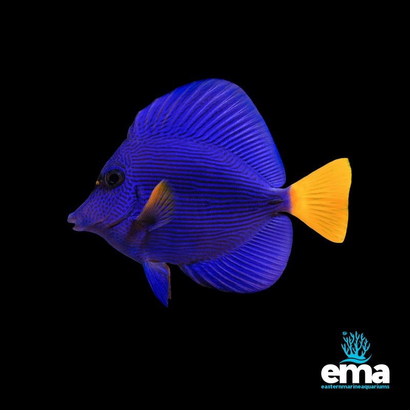Captive Bred Purple Tang