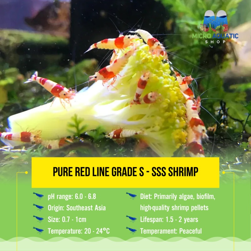 Cardina - Pure Red Line Shrimp