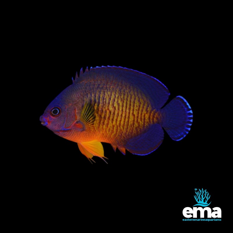 Coral Beauty Angelfish