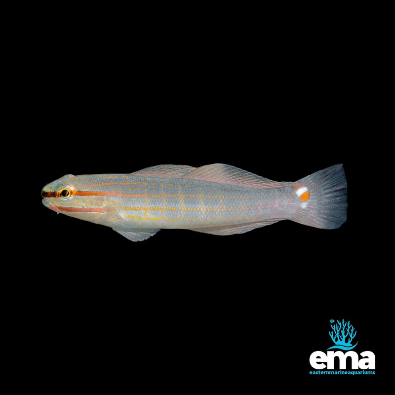 Crosshatch Goby