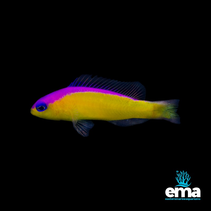 Diadema Dottyback