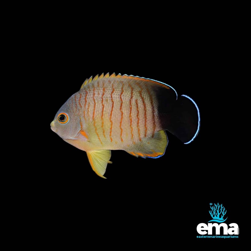 Eibl's Angelfish