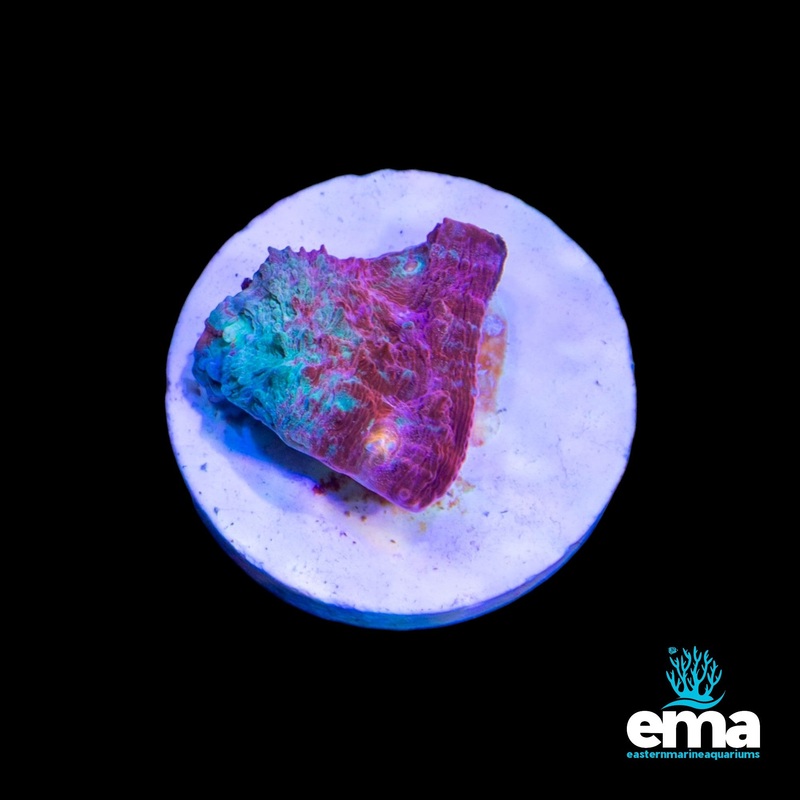 EMA Aquacultured Chalice A