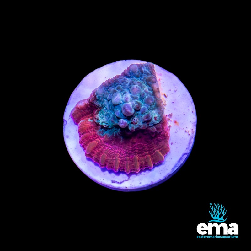 EMA Aquacultured Chalice C