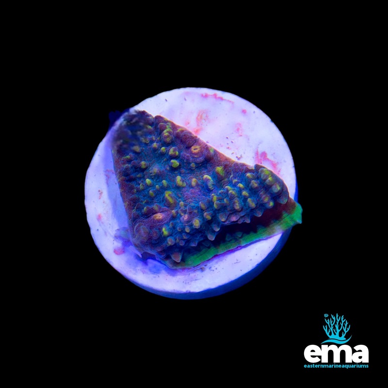 EMA Aquacultured Chalice D