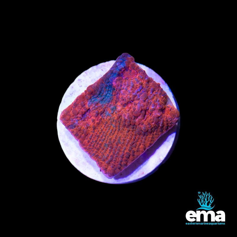 EMA Aquacultured Chalice E