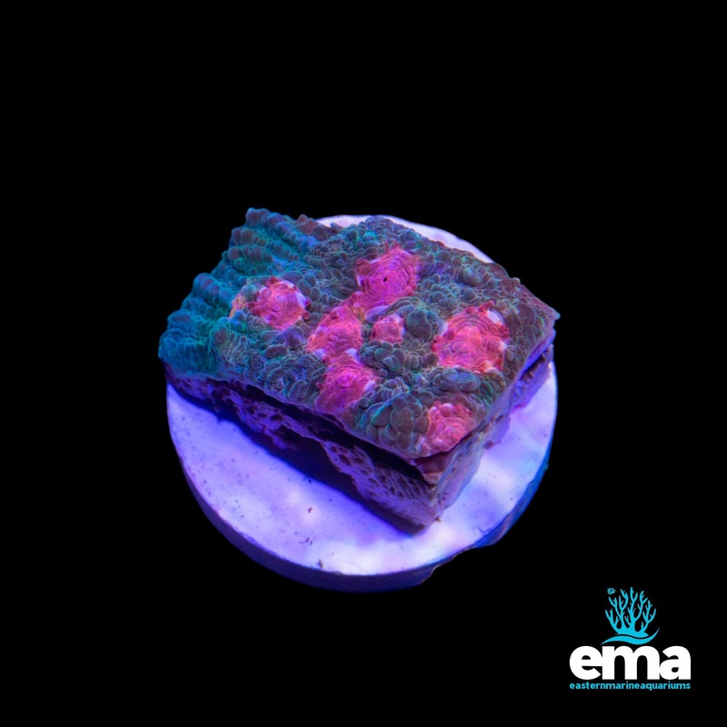EMA Aquacultured Chalice F