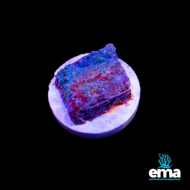EMA Aquacultured Chalice G