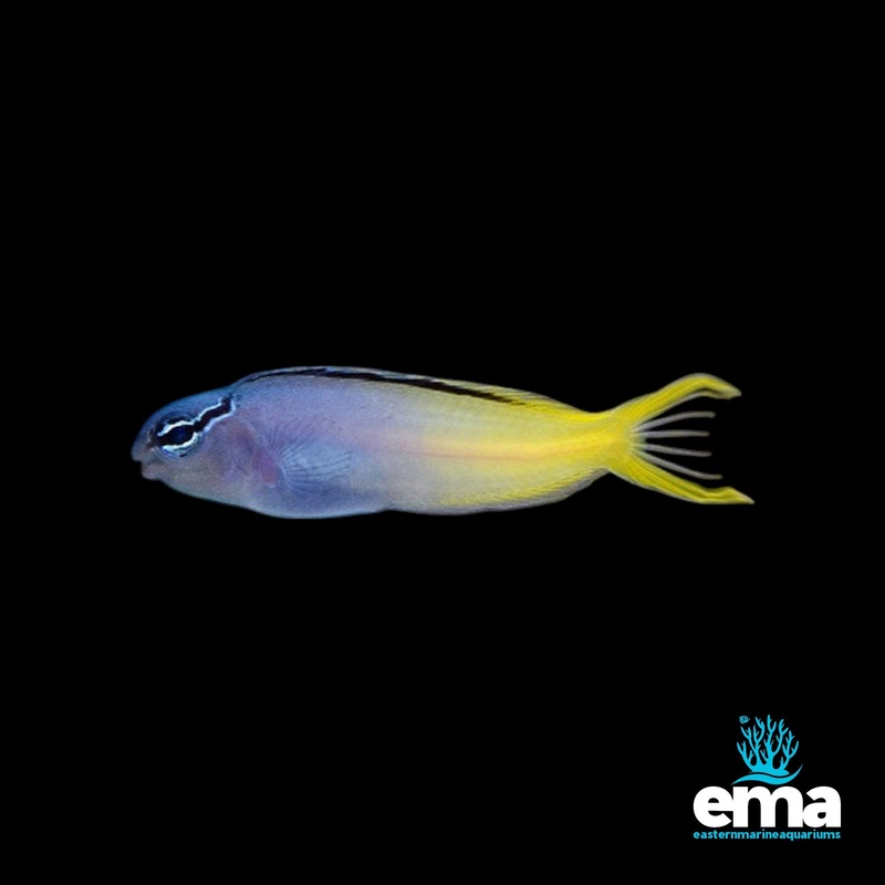 Forktail Blenny