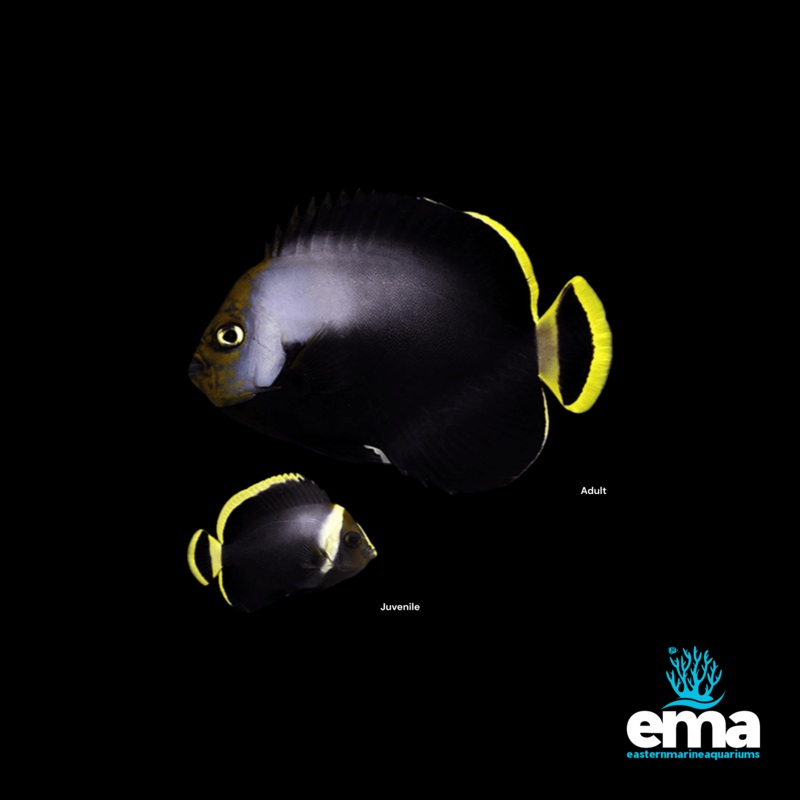 Gray Poma Angelfish